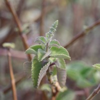 <i>Coleus amboinicus</i>  Lour.